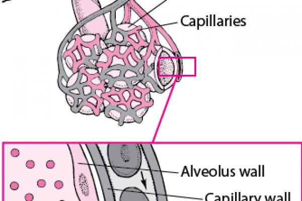 Блэкспрут даркнет сайт